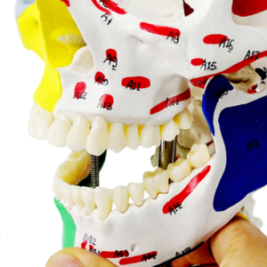 Modèle de crâne humain ADA-A152M à moitié peint, moitié avec insertions musculaires et origines sur la colonne cervicale, taille réelle, 3 parties - Product Image 4