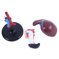 Modèles anatomiques médicaux en PVC haute définition pour l'étude des organes humains Foie Duodenum & Pancréas Durables 19x17x12cm