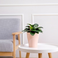 Pots de plantation personnalisés pots de fleurs suspendus orchidées pour la maison, pots de fleurs transparents à arrosage automatique pour balcon extérieur et intérieur