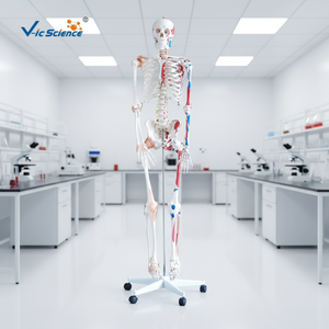 Modelo de Esqueleto <span class=keywords><strong>Humano</strong></span> Pigmentado <span class=keywords><strong>con</strong></span> Ligamentos, Modelo de Esqueleto de 180 cm, <span class=keywords><strong>Huesos</strong></span> de Esqueleto <span class=keywords><strong>Humano</strong></span>, Partes del Esqueleto <span class=keywords><strong>Humano</strong></span> - Product Image 3