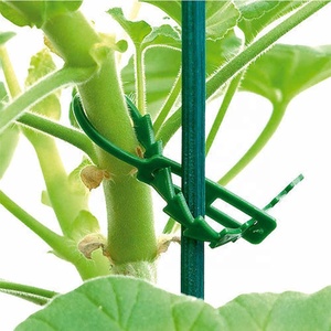 Clips pour tiges de tomates grimpantes, 50 pièces, 13 cm, attaches en plastique réglables, outils de jardinage, <span class=keywords><strong>support</strong></span> d'escalade pour arbres de jardin, BHL2338 - Product Image 4