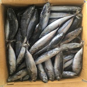 Frozen Skip Jack tuna fish lovely Frozen - Product Image 4