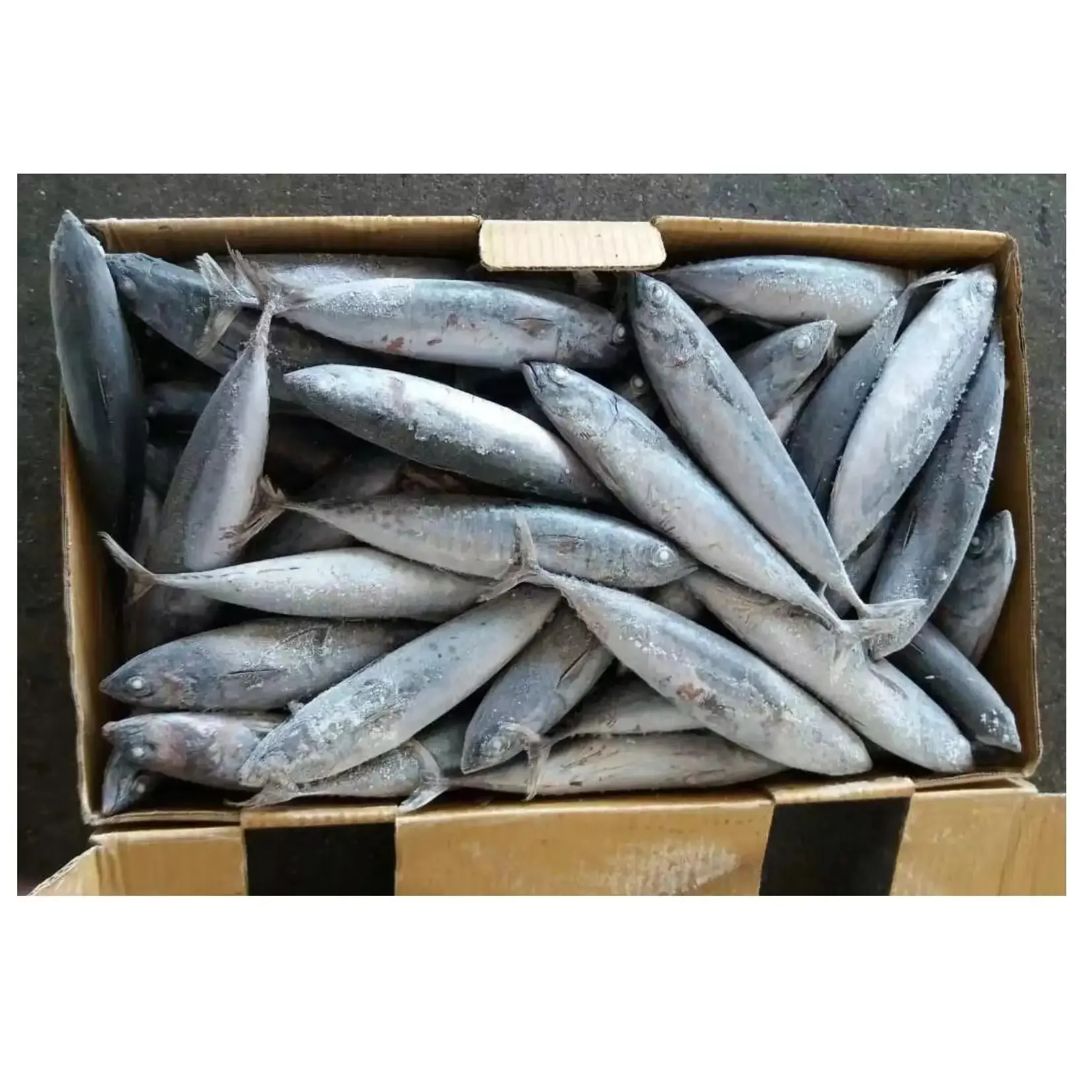 M43 100-300G + Bonito ikan Frozen Skipjack Tuna Bullet Bonito