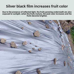 <span class=keywords><strong>Film</strong></span> Pacciamante in Plastica Premium Argento e Nero per Coltivazioni di Fragole e Cipolle - Product Image 5