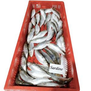 Meilleures sardines exportation sardine poisson entier sauvage pêché sardine exportateurs fournisseurs grossistes - Product Image 4