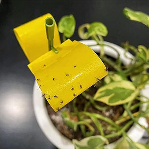 Offre Spéciale plante Bug pièges collants intérieur vert collant étanche plante d'intérieur <span class=keywords><strong>mouche</strong></span> moucheron pièges - Product Image 4