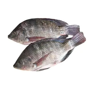 China Live Fish Frozen Tilapia Wr