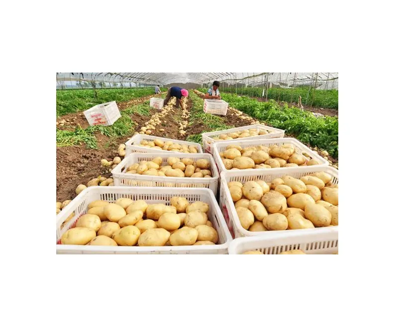 ¡100% patata vietnamita fresca de alta calidad ya para exportar!