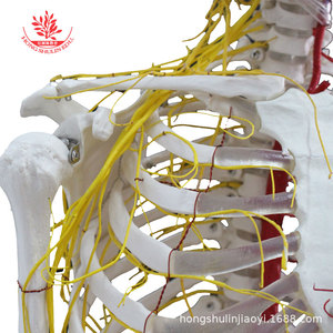 Modèle de squelette humain grandeur nature de 170 cm, outil pédagogique médical standard, modèle squelettique de simulation médicale avec nerfs et système sanguin - Product Image 1