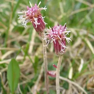 สารสกัดแห้งจากต้นนาร์ดอสตาคิส จาตามันซี ได้จากรากและรากกิ่งของพืช "สไปค์นาร์ด" จากเทือกเขาหิมาลัย ผงสีน้ำตาลอมน้ำตาล - Product Image 2