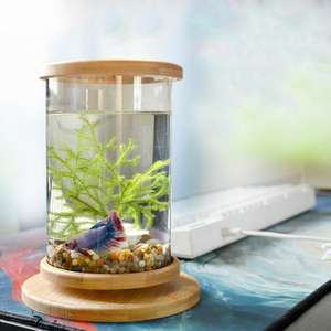 Flacon écologique en verre pour <span class=keywords><strong>Aquarium</strong></span>, <span class=keywords><strong>Mini</strong></span> accessoire de décoration rotative, bouteille écologique - Product Image 3