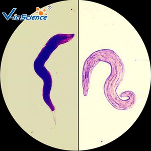 Microscopio de vidrio de Parasitología de ciencia médica, portaobjetos preparados, portaobjetos de alta calidad para estudios de parasitología - Product Image 2