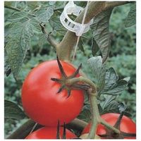 Clips de Soutien pour Plantes en Bioplastique Blanc de Haute Qualité, Adhérence Forte 16-25mm, Application Rapide pour Pépinière, Jardin, Tomates, Concombres, Vignes