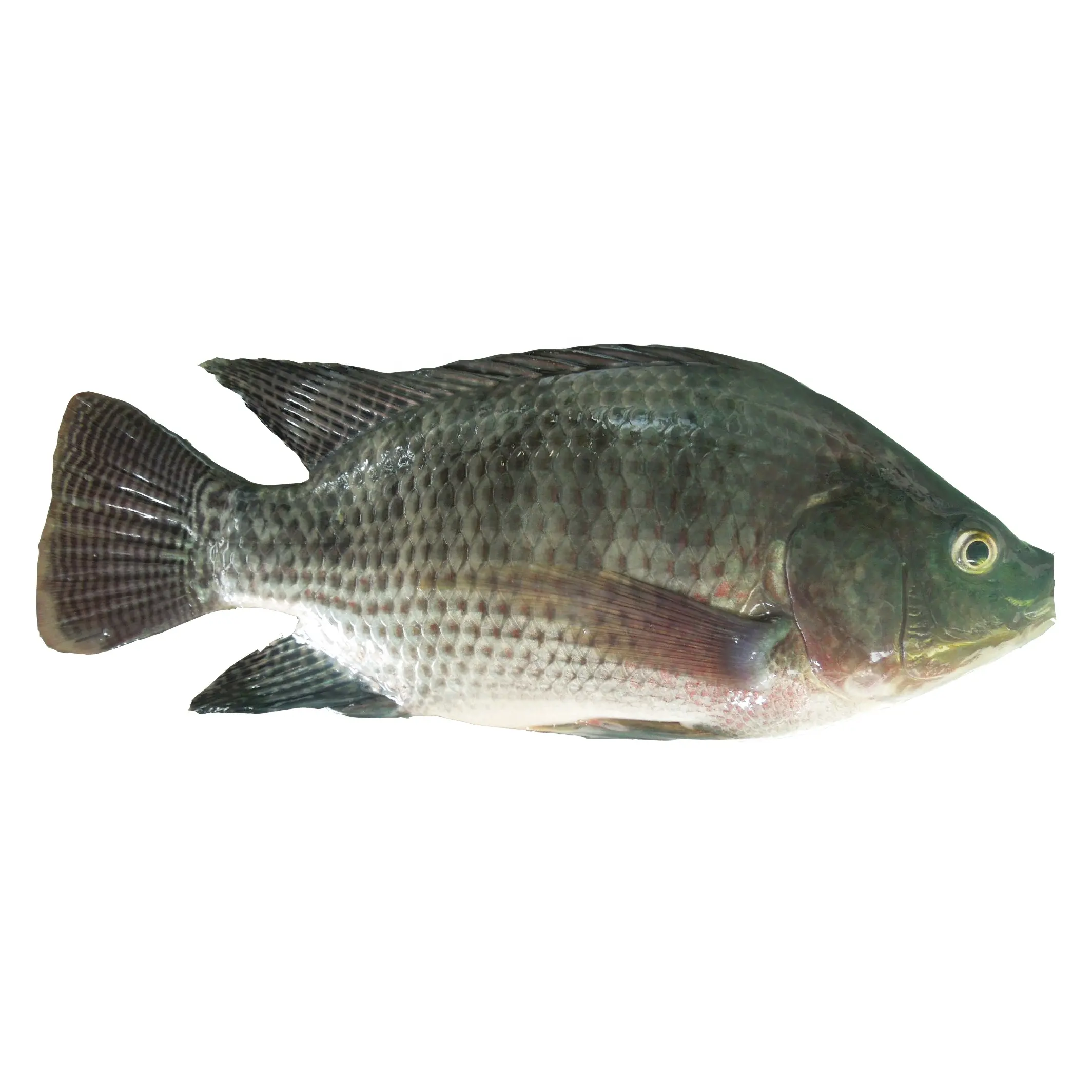 Nile Frozen Whole Black Tilapia Fisch