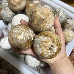 Esfera de Coral Fósil Natural Pulido al por Mayor, Piedra de Cristal Curativa para Decoración del Hogar y Regalos - Product Image 4