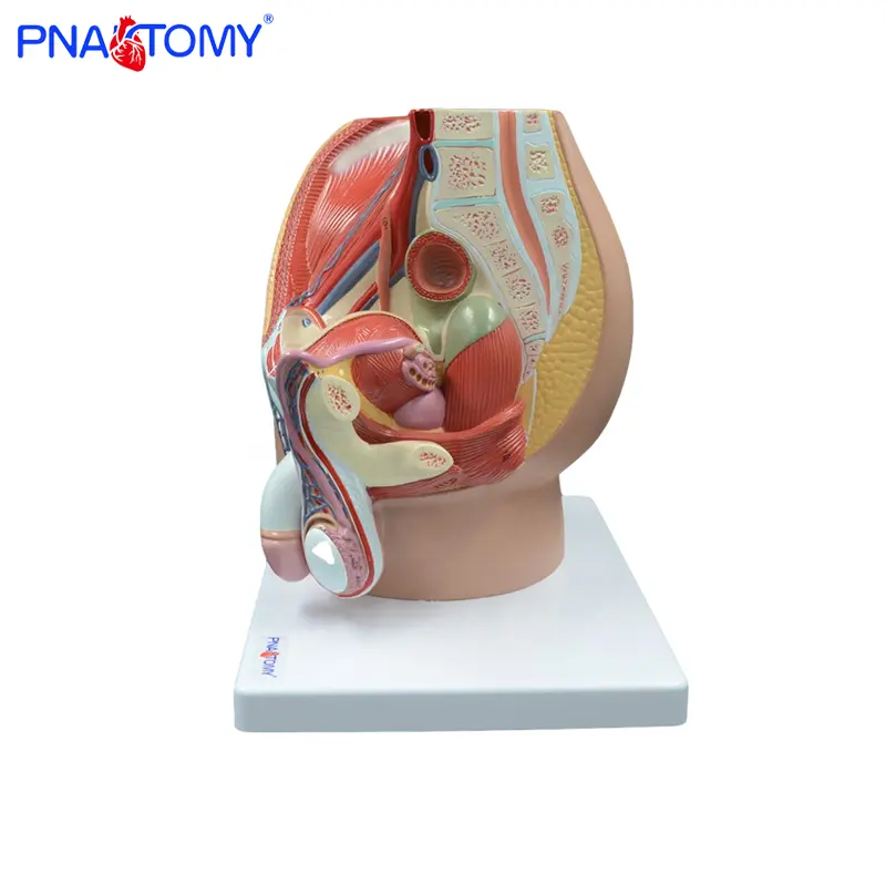 Medical Teaching Male Pelvis Model Life Size 4 Parts Medical Science Anatomical Model Anatomical Demonstration Picture PNT-0570