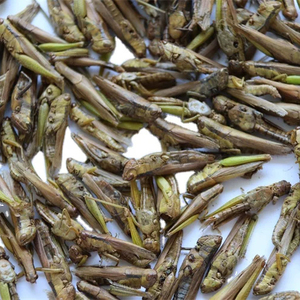 Grasshopper Verde Essiccato al Sole 100% Naturale, Finemente Lavorato, 2-4cm, Alimento per Rettili in Miniatura, Prezzo di Fabbrica, Durata 3 Anni, per la Pelle - Product Image 1