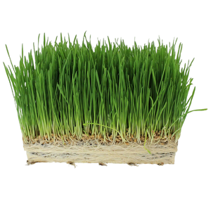 Vente en gros Kit d'herbe à chat biologique Remède naturel pour le contrôle de la digestion Planteur de chat blanc pour <span class=keywords><strong>chats</strong></span> et chiens pour le <span class=keywords><strong>jardin</strong></span> - Product Image 2