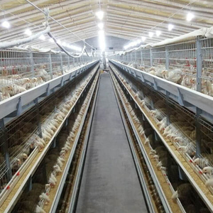 Yeni H Tipi Batarya Kafes Otomatik Katmanlı Tavuk Kafesi Sıcak Daldırma Galvanizli Çelik PVC 3-4 Katlı 5000-50000 Kapasiteli Çiftlik - Product Image 2