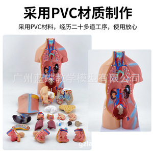 Modèle d'Anatomie Humaine Éducatif : Structure du Système Cardiaque et Organes Internes, Tronc Démontable pour l'Enseignement Médical - Product Image 4