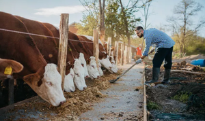 אבקת מיקופרוטאין טבעית לשיפור תזונת המזון וצמיחה - Product Image 3