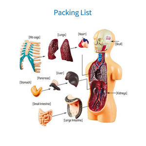 2025 <span class=keywords><strong>Science</strong></span> torse <span class=keywords><strong>humain</strong></span> <span class=keywords><strong>corps</strong></span> modè<span class=keywords><strong>le</strong></span> mannequin squelette modè<span class=keywords><strong>le</strong></span> anatomie anatomique médical organes internes - Product Image 5