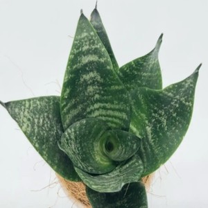 Extracto de Lirio <span class=keywords><strong>Cola</strong></span> de <span class=keywords><strong>Tigre</strong></span> en Polvo, Completamente Soluble en Agua, de Alta Pureza, Gran Suministro - Product Image 2