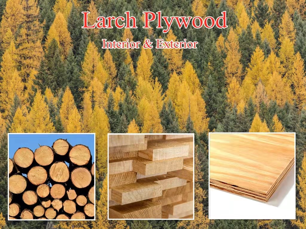 Russia wood larch tumb 9mm 12mm larch plywood for other commercial furniture