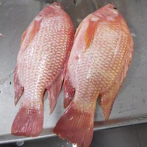 Tilapia roja de pescado vivo al por mayor tilapia roja redonda entera congelada - Product Image 3