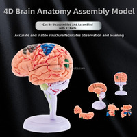 Modèle de cerveau humain miniature éducatif, en PVC, décomposable, avec 32 pièces amovibles pour les sciences médicales