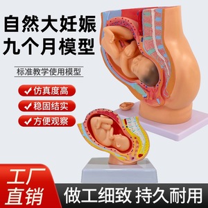 Modèles pédagogiques sur la grossesse et le développement, y compris la grossesse embryonnaire humaine à neuf mois, les modèles de planification familiale, et - Product Image 1