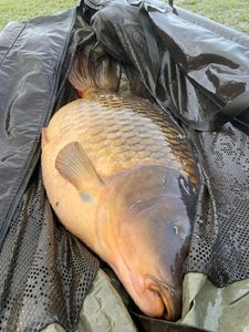 Nouvelle Conception Berceau à Carpes Pliable Compact pour la Pêche, Berceau Portable pour la Capture, la Libération et le Pesage des Carpes, pour l'Entretien des Poissons - Product Image 6
