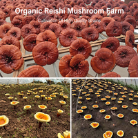 Poudre de champignon Reishi biologique Amulyn, Ganoderma Lucidum, poudre fine issue de la tige fruitière