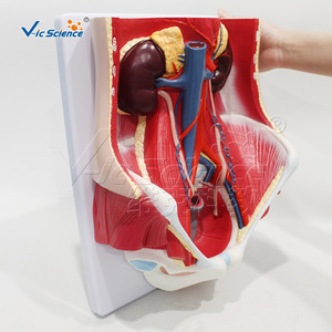 Fournisseur direct d'usine de modèles anatomiques in situ du système urinaire masculin, fabriqués en PVC respectueux de l'environnement - Product Image 2