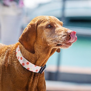 Collare di Lusso Morbido in Poliestere Regolabile per Cuccioli con Design Personalizzato, Stampa Cartoon e Fiocco per Cani di Piccola Taglia con Fibbia - Product Image 6