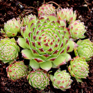 Venta al por mayor de plantas suculentas vivas Sempervivum Hens and Chicks, paquete a granel de 25-50 unidades en macetas de 2 pulgadas, variedades resistentes al frío, cultivadas en viveros estadounidenses. - Product Image 5