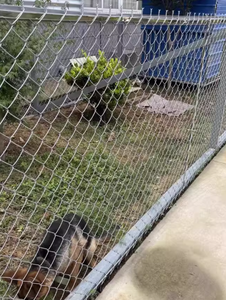 Paneles de chapa de acero de malla de alambre de hierro galvanizado, jaulas para perros reforzadas con agujeros pequeños, redes de cría, redes de prevención de grietas de cemento de soldadura - Product Image 4