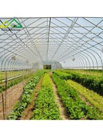 Serres agricoles pour fraises, tunnels de culture, arches de serres, serres à film plastique, tunnels de plantation pour usage agricole