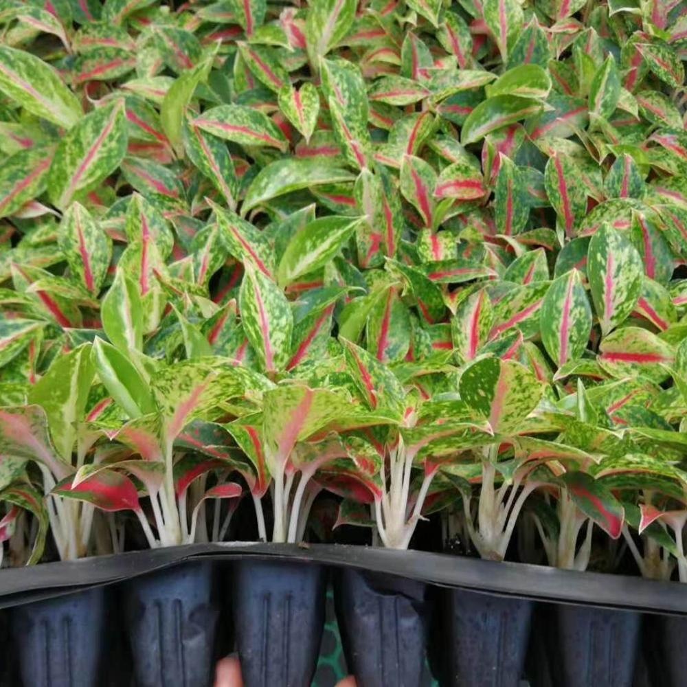 Культура тканей растений рассады, стилизованные под языки пламени рассада