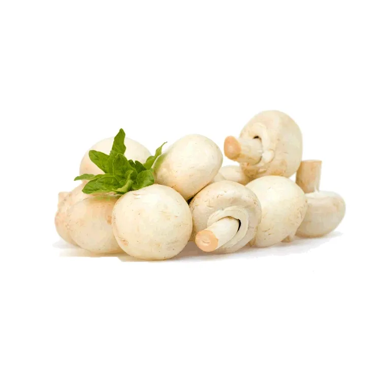 مسحوق مستخلص الفطر الزركوني الأبيض Agaricus Bisporus مستخلص سكرات متعددة مسحوق مستخلص البلازئي الطبيعي 50%