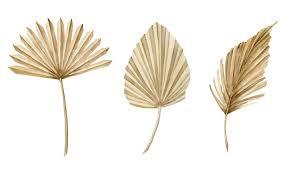 Hojas de Palma Secas Teñidas Naturales, Hojas de Palma Preservadas para Decoración del Hogar, Bodas, Día de la Madre, Día de San Valentín, Navidad - Product Image 3