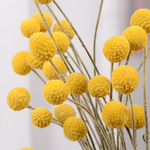 Fleur séchée Craspedia Globosa (Boule dorée) de l'usine du Yunnan pour la décoration de mariage - Product Image 4