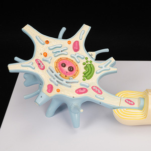 Modèle anatomique du nerf du corps, grossissement 2500 fois, structure des tissus cellulaires des fibres nerveuses, adapté à la recherche des neurologues - Product Image 4