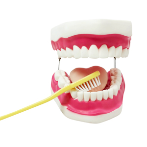 Modelo de Dientes de PVC para Estudio Anatómico Médico, Enseñanza, Protección Bucal para Adultos, Entrenamiento en Cuidado Dental, Reparación Dental, Modelo de 28 Dientes con Cepillo de Dientes - Product Image 4