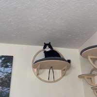 Vente en gros de haute qualité classique écologique en bois massif étagère murale griffoir pour chat hamac pour chat arbre à chat cadre d'escalade mural