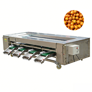 Ligne de tri et de calibrage haute performance pour kiwis, pommes de terre, courgettes, tomates, concombres, oignons, noix, fruits et légumes - Product Image 1