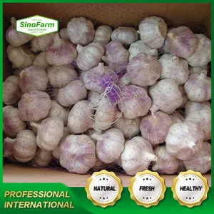 Hot Sale Fresh Garlic New Crop Normal White And Pure White Bulk Garlic For Sale From Chinese Garlic Wholesale Exporter