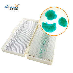 Factory direct wholesale of coin bud slides, biological sections, plant and lichen sections, for <b>microscope</b> use. - Product Image 2