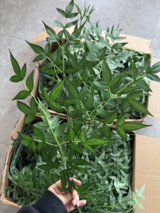 Hojas de <span class=keywords><strong>Nandina</strong></span> Artificiales Realistas al por Mayor, Ramas Decorativas de Hoja de Arce para Jardín, Adorno de Pared para Interiores, Alta Simulación Otoñal - Product Image 5