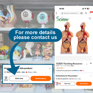 SCIEDU 176 см обучающий ресурс, человеческая медицинская модель анатомии взрослого человека, модель скелетной Связки суставов - Product Image 6